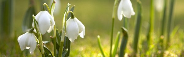 первоцветы подснежники