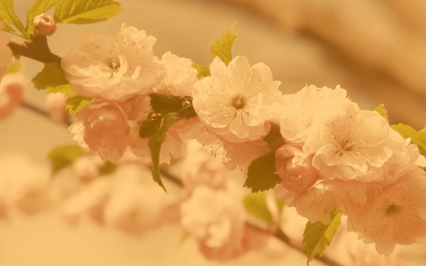 весенние цветочки