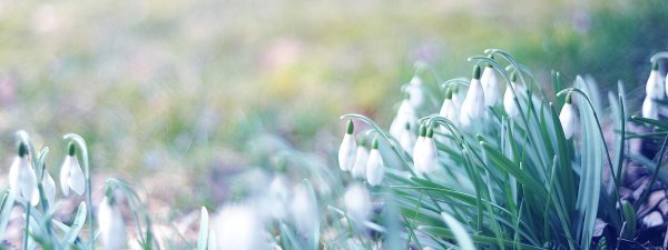белые подснежники