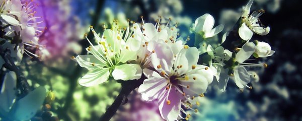 цветущие деревья