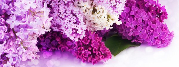 сирень сиреневая