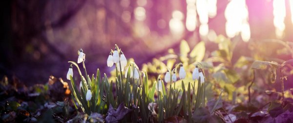 подснежник в лесу