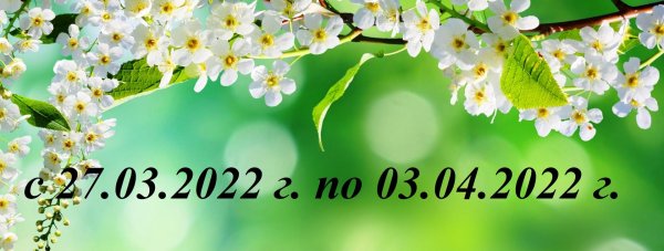 цветет черемуха