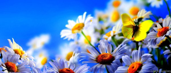 ромашковое поле