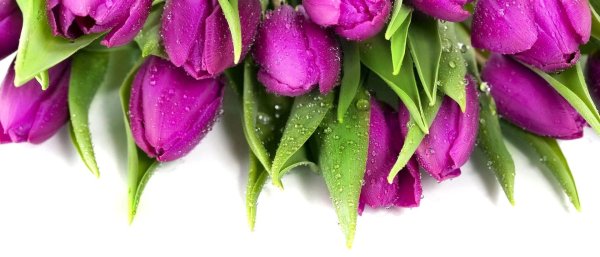 фиолетовые тюльпаны