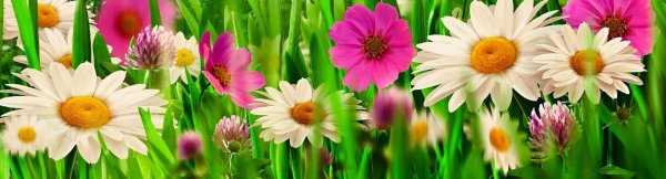 цветочные фоны