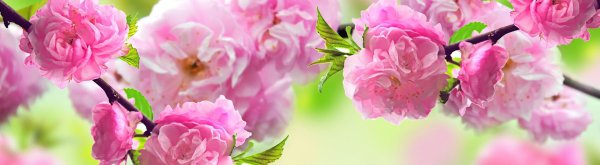 миндаль трехлопастный луизеания