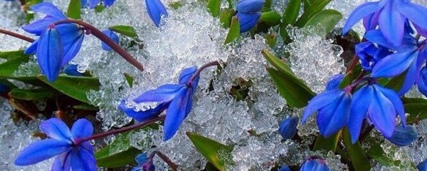 синие подснежники