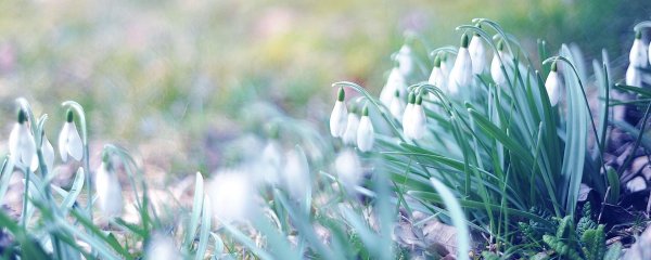 первоцветы  подснежники ландыши