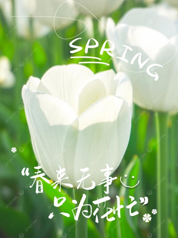 тюльпан хакун белый