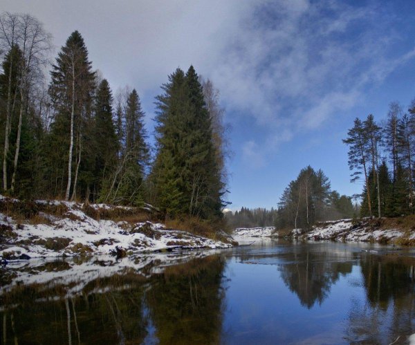 тайга вологодской области