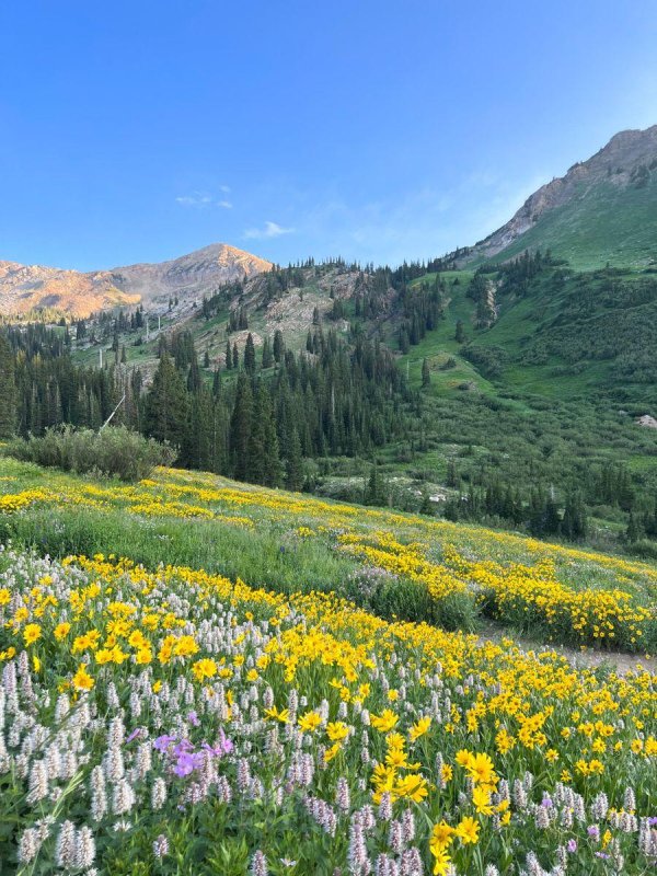 colorado wildflowers