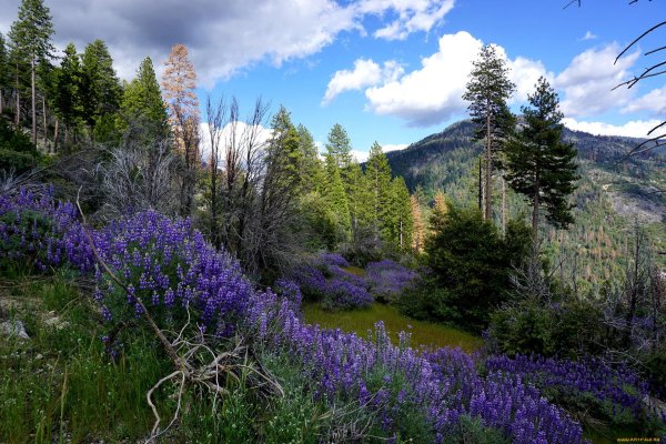 весенние пейзажи