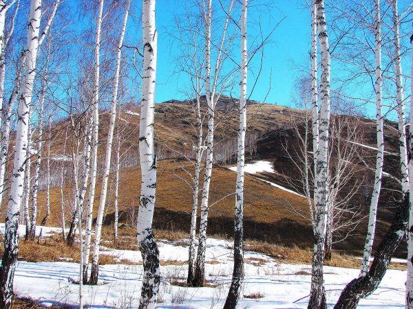 береза поздняя осень