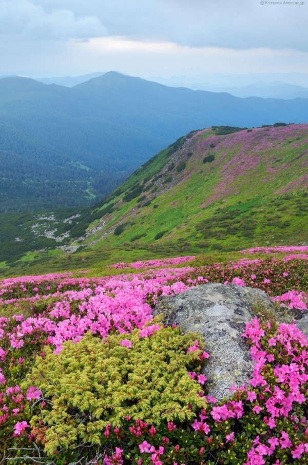рододендрон карпатский