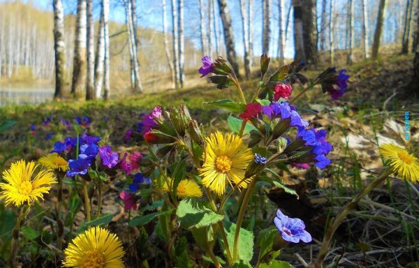 первоцветы матьимачеха
