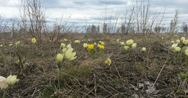 подснежники прострел уральский