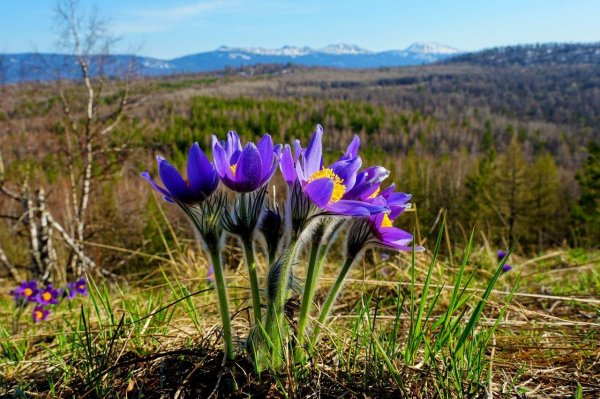 кандыки сибирский подснежник