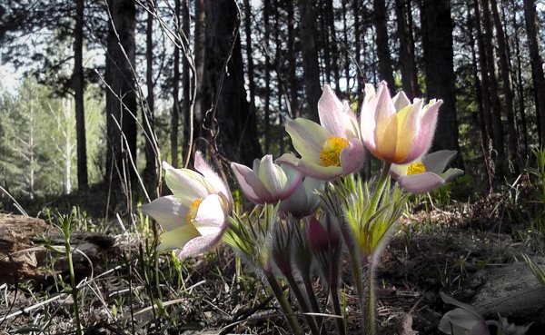 pulsatilla прострел даурский