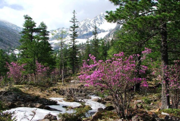 багульник и маральник