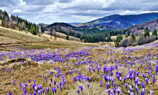 карпаты долина крокусов