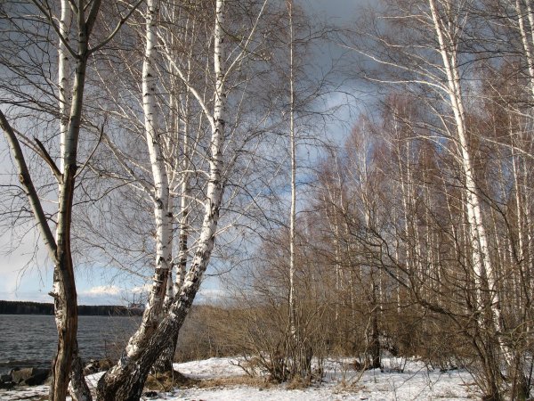 березовая роща ранней весной чага