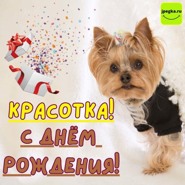 йоркширский терьер