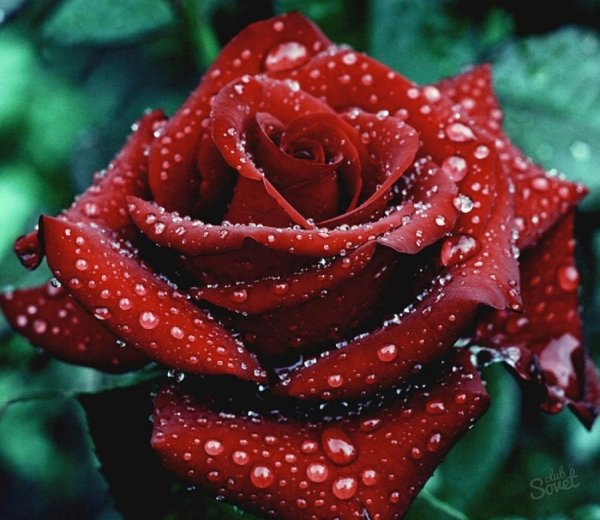 Днем рождения анюта прикольные