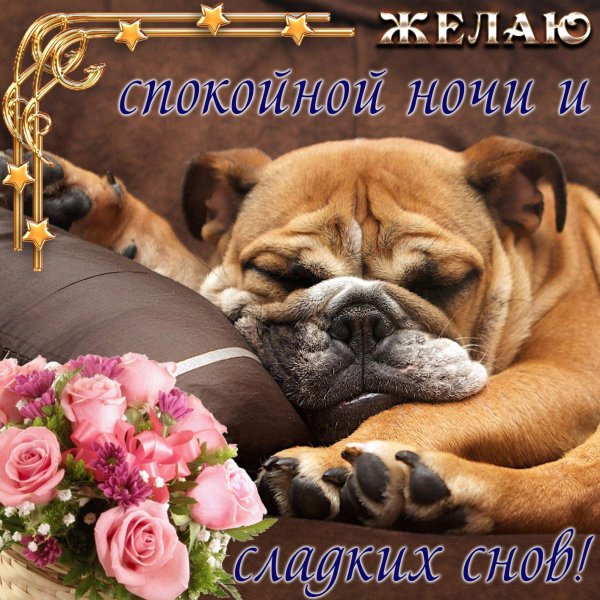 английский бульдог