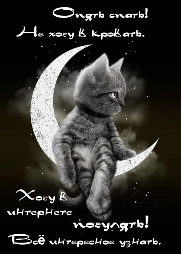 кот на луне