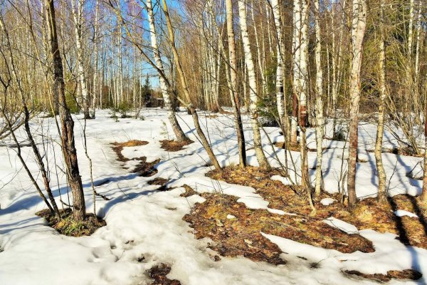 весенняя проталинка левитана