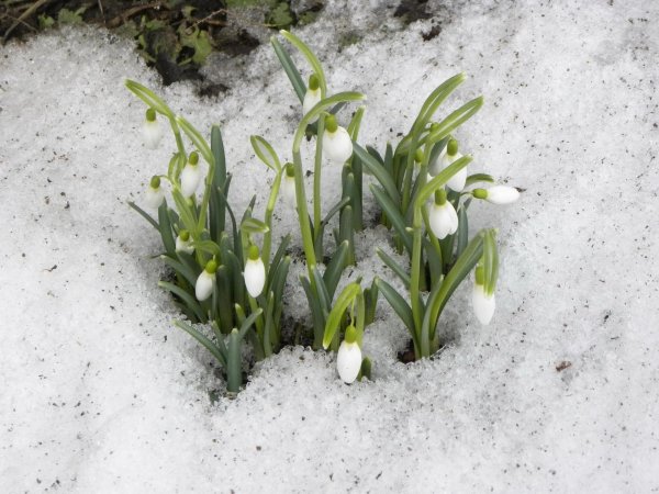 подснежник снежный