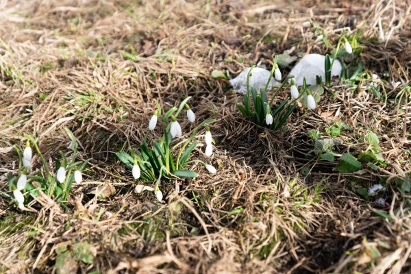 первые подснежники