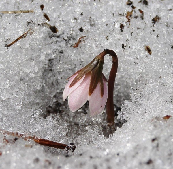 кандык сибирский подснежники