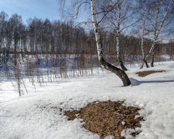весенняя проталинка левитана