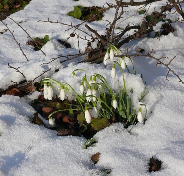 чайковский подснежник