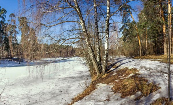 береза ранней весной