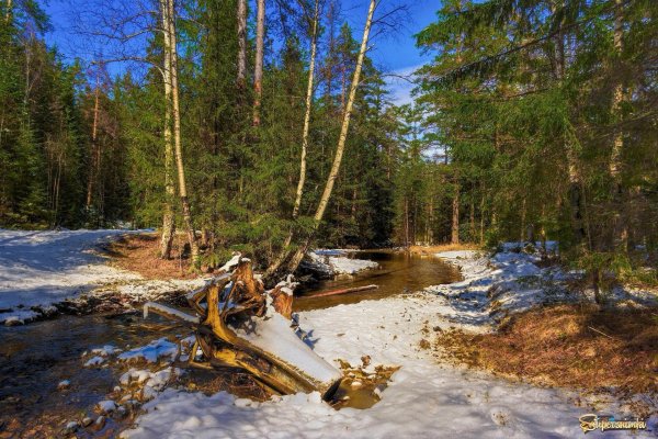 весенний лес