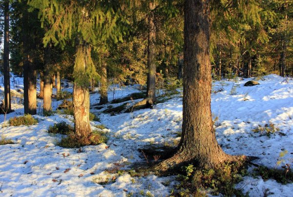 весенний лес