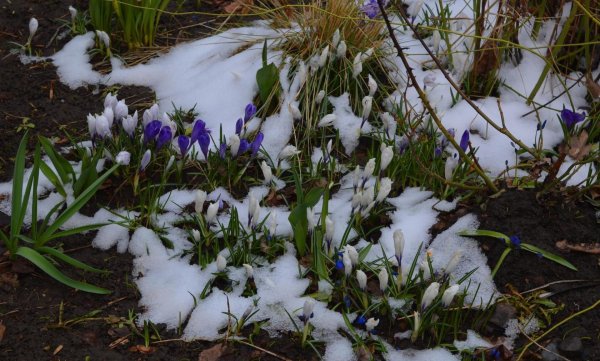 весенняя проталинка левитана