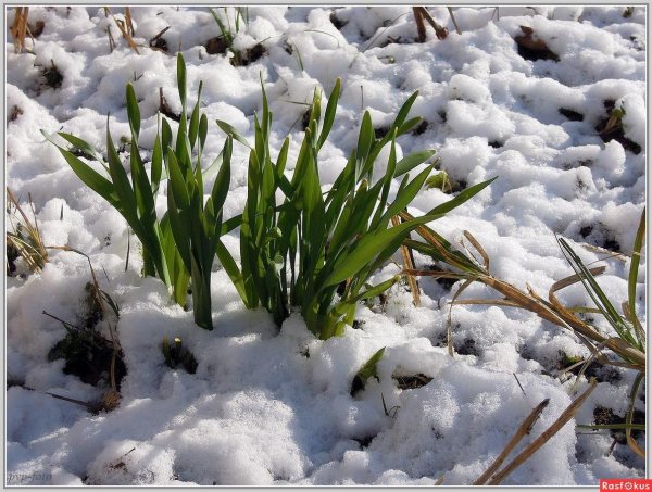 апрельские снега