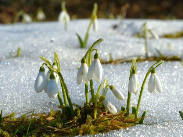цветы первоцветы подснежники