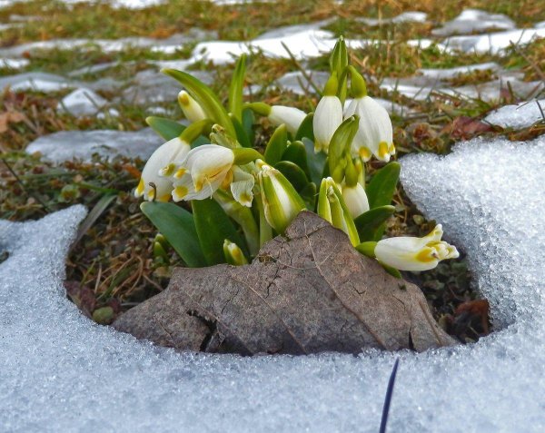 подснежник белоцветник весенний снег