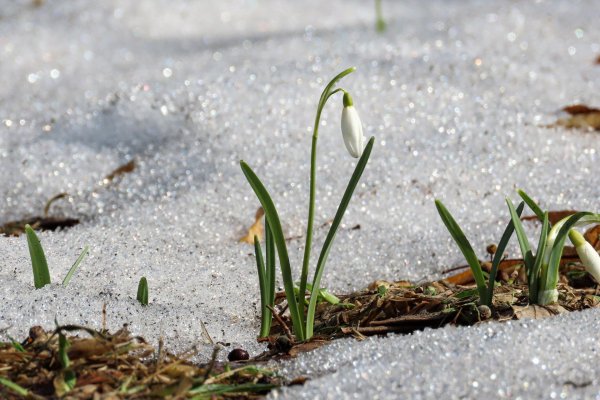 подснежник на проталинке