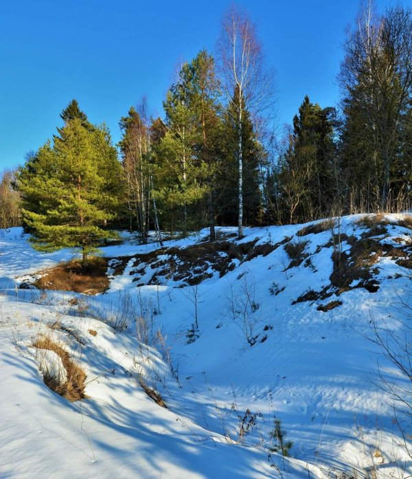 весенний лес