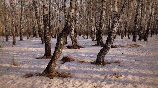 березовая роща ранней весной чага