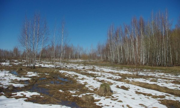 поле ранней весной