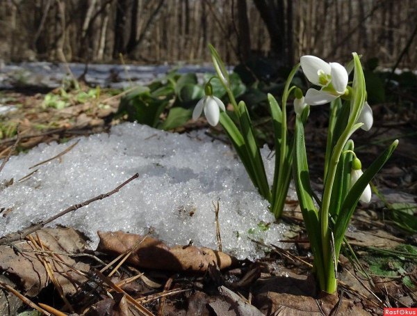 подснежник борткевича