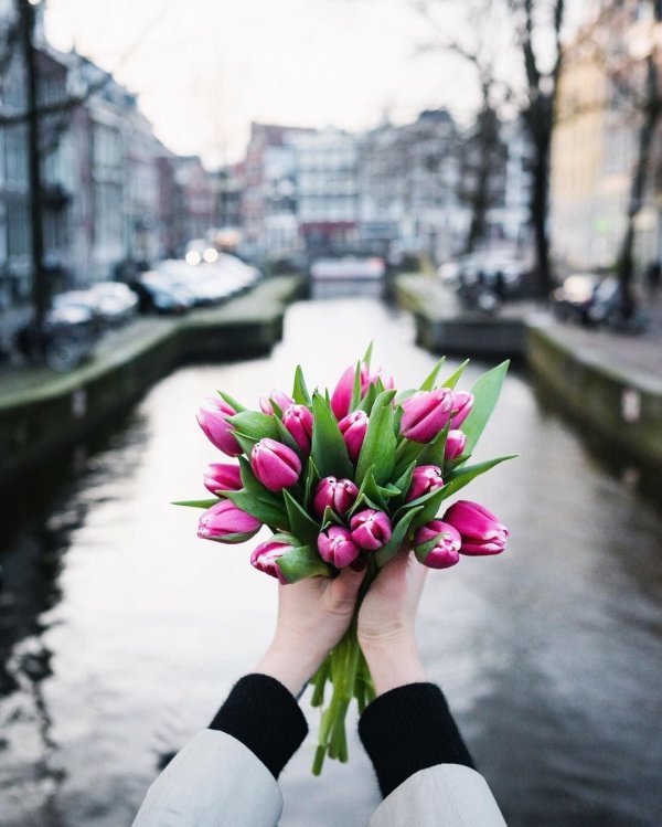 амстердам тюльпановые поля