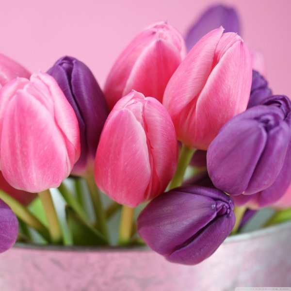 тюльпан пинк